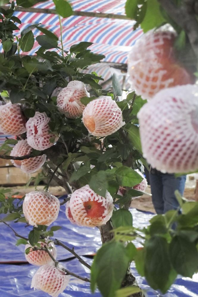 7 triệu một cây táo chơi Tết ở Hà Nội